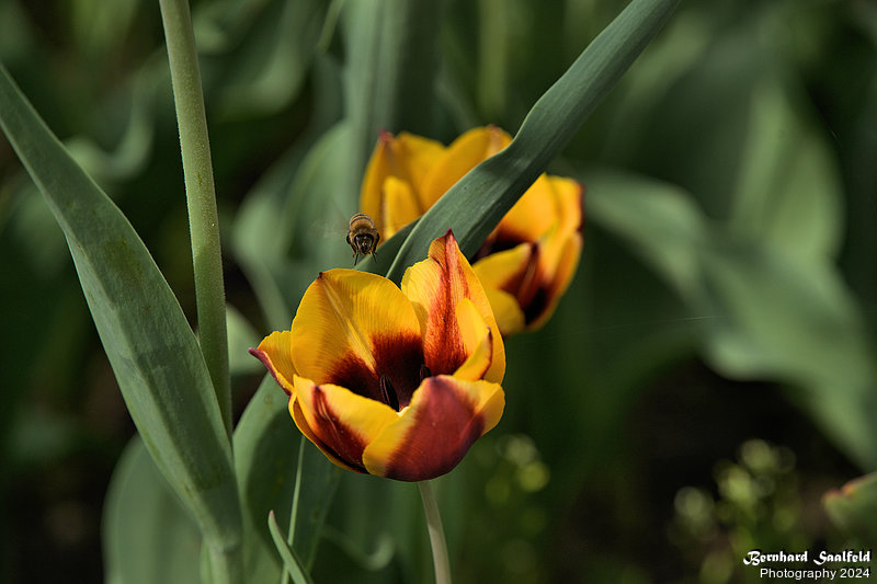 Bernhard Saalfeld - Tulpenpracht 2024 (8v9)